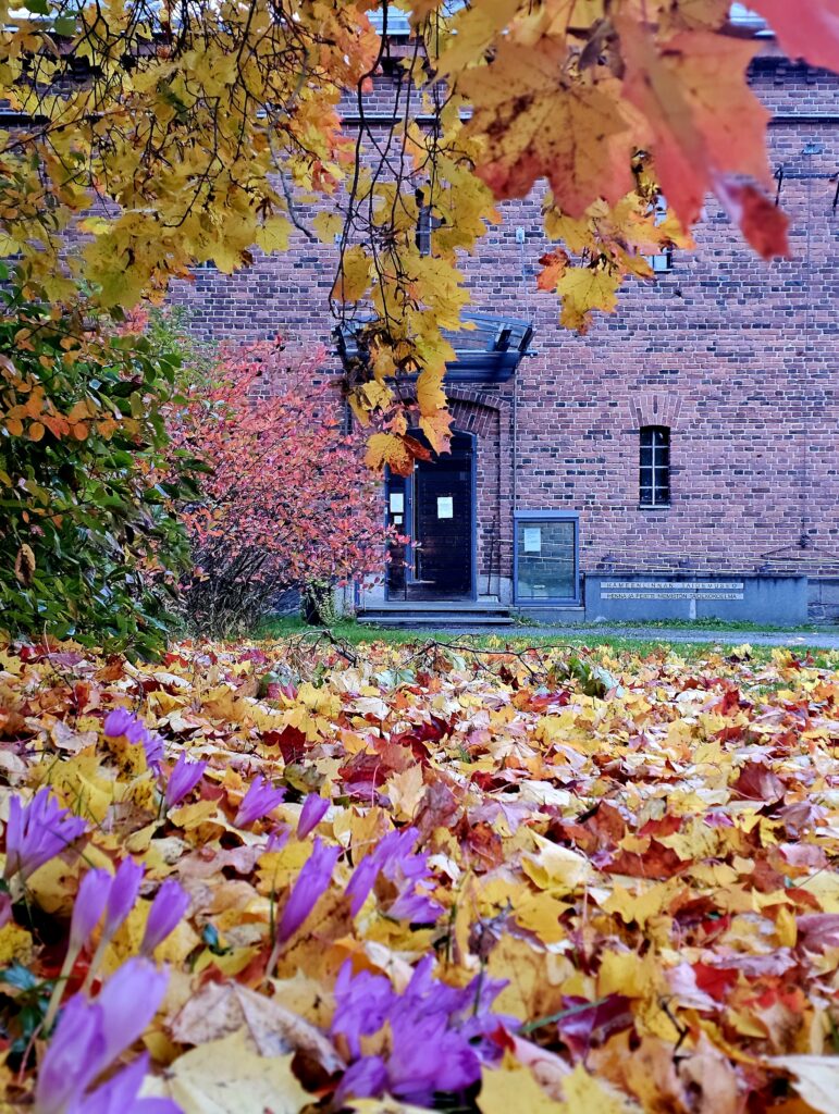 Kuvassa syksyn värejä