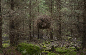 Kuvassa risupallo leijuu metsän keskellä.