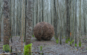 Kuvassa suuri risupallo keskellä metsää